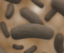 bacteria bacteria