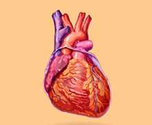 human heart human heart