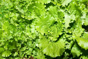leafy greens